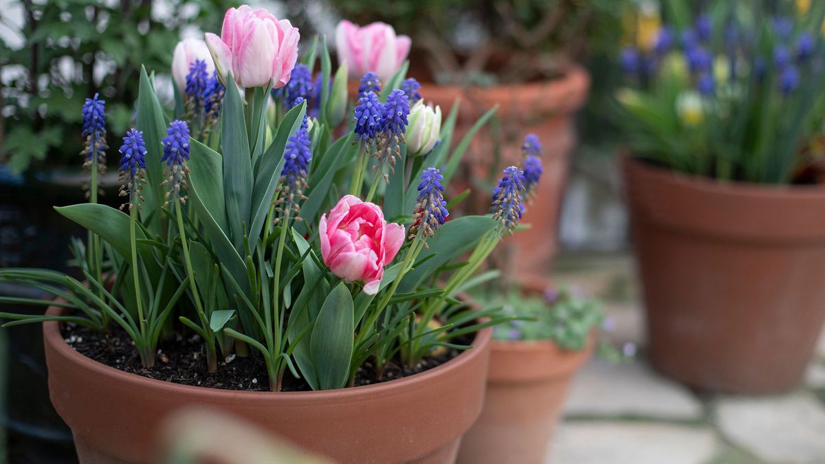 Spring bulbs lasagna plants in terracotta pots tulip china town variety