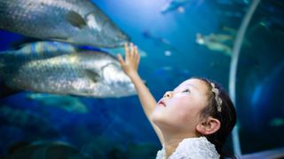 Girl watching an aquarium.