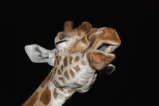 giraffe at night