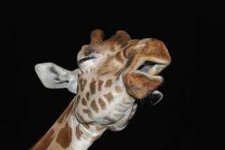 giraffe at night