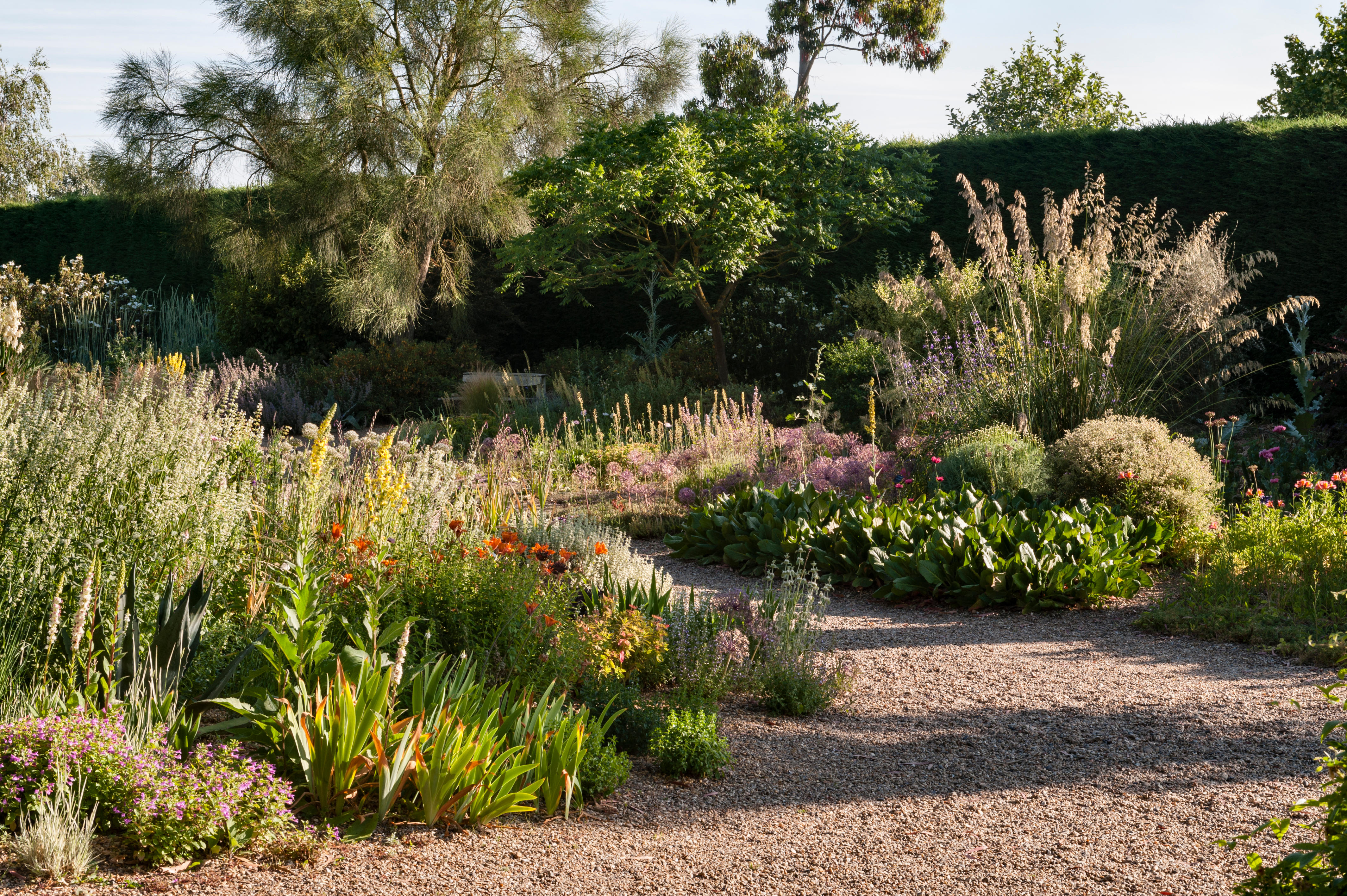 Beth Chatto gravel garden featuring Mediterranean plants and a wide, winding gravel pathway