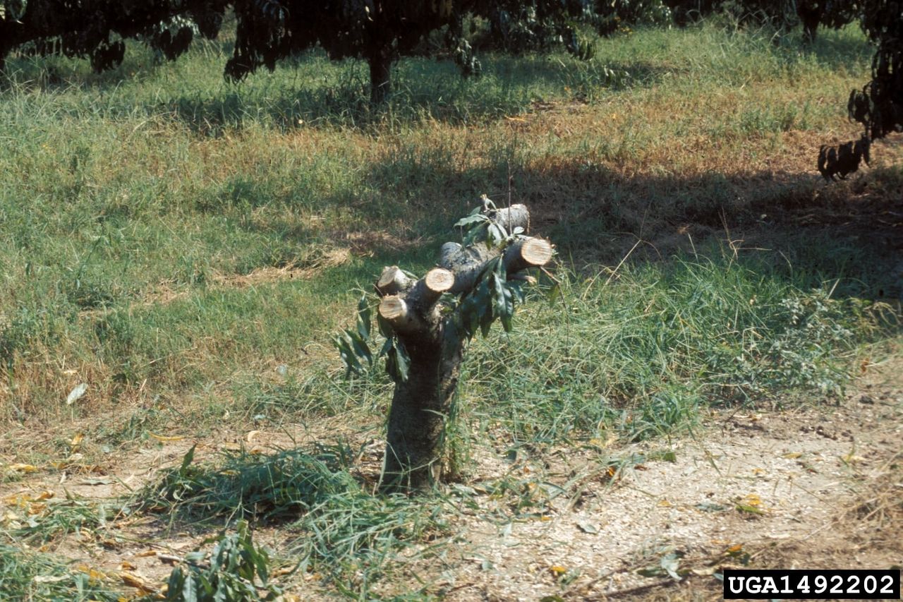 Peach Tree Stump