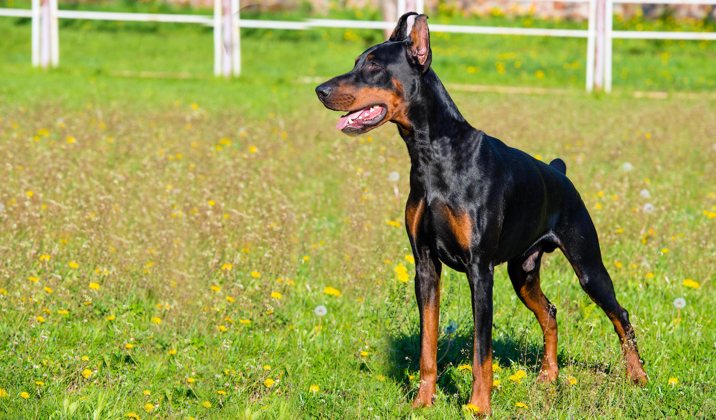Doberman Pinscher waits. The Doberman Pinscher stands on the green grass.