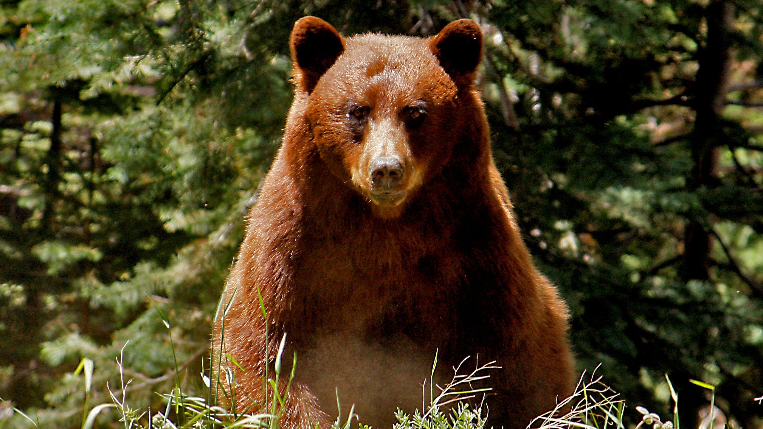 Yosemite Rangers want you to stop and examine bear poop | Advnture