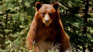 Cinnamon-colored black bear at Yosemite National Park, California, USA