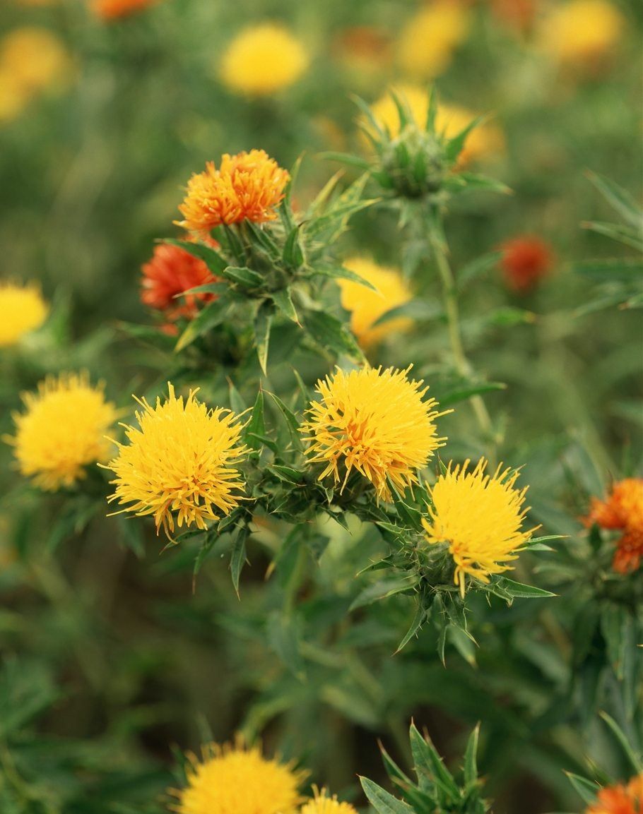 Safflower: benefits, uses & planting - Plantura