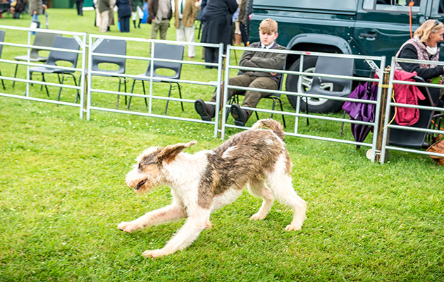 Builth-Hound-Show-2017-254_102946321_171712571.jpg