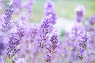 Beautiful lavender plant on defocused blurred background