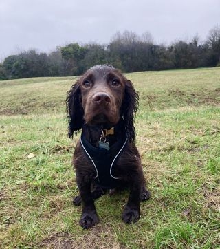 wet cocker spaniel in a field