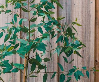 eucalyptus dwarf plant outdoor next to wooden fence in sunny backyard