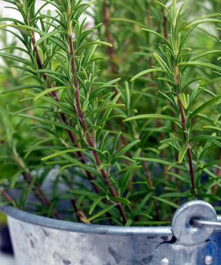 rosemary in metal pot