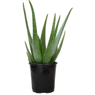  Aloe Vera Plant