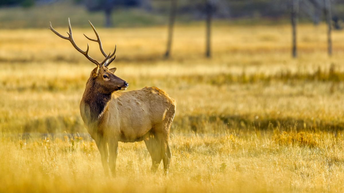 Elk at Yellowstone National Park, Wyoming, USA