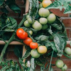 Tomatoes growing alongside a brick wall