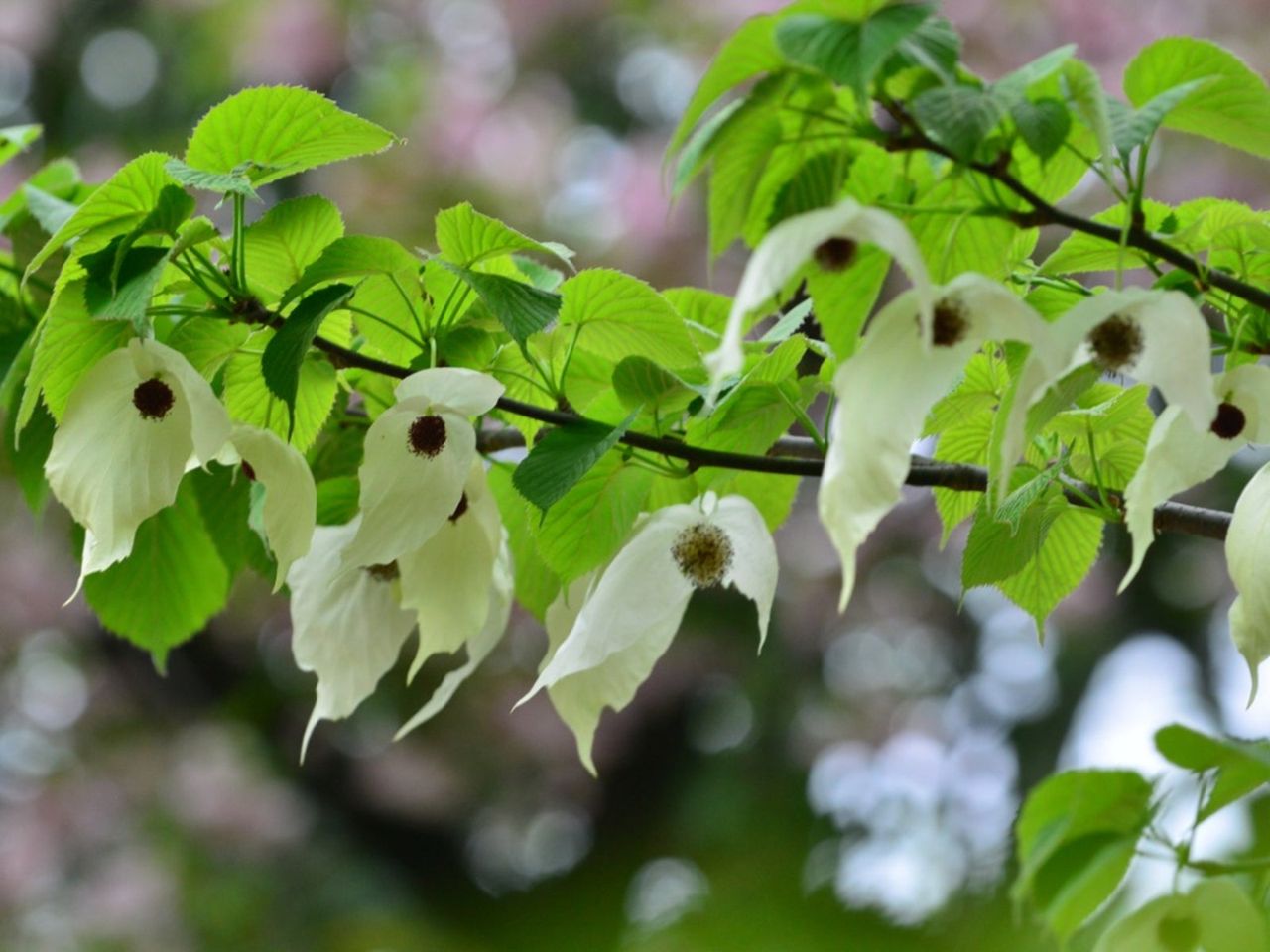 Close Up Of Dove Tree Branches