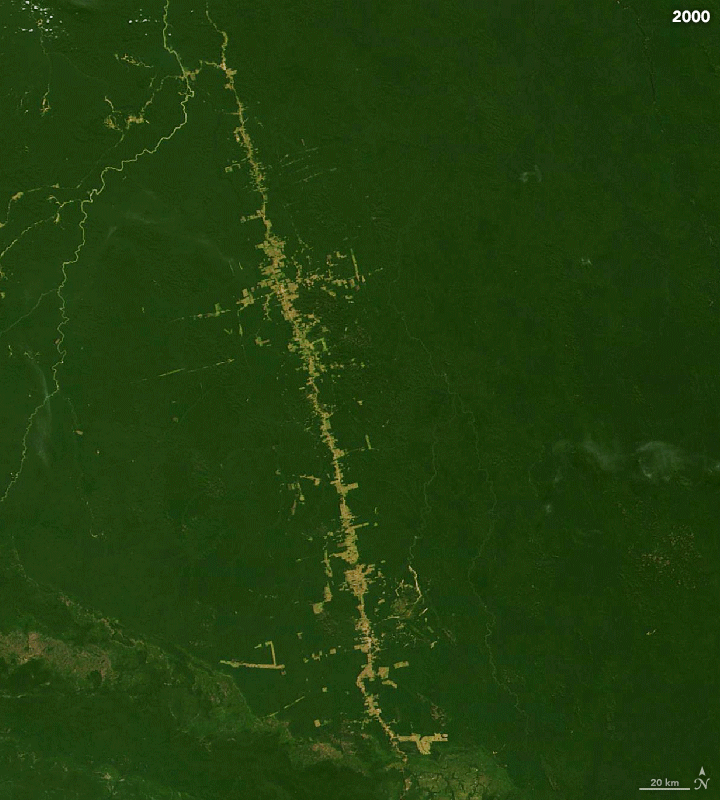 Deforestation around Amazon road