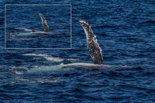 An image of a humpback whale's fin out of the water, with an inset of a lower resolution version of the same image