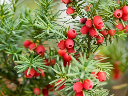 Yew Shrub With Red Berries