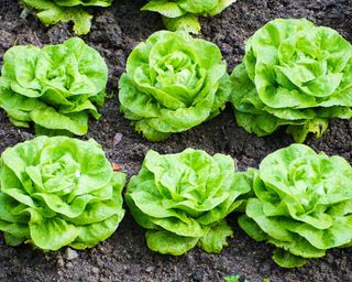 lettuce growing in garden