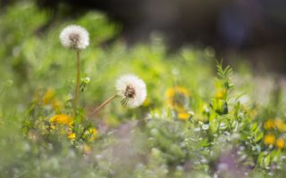 Two dandelions on meadow grassland in spring time