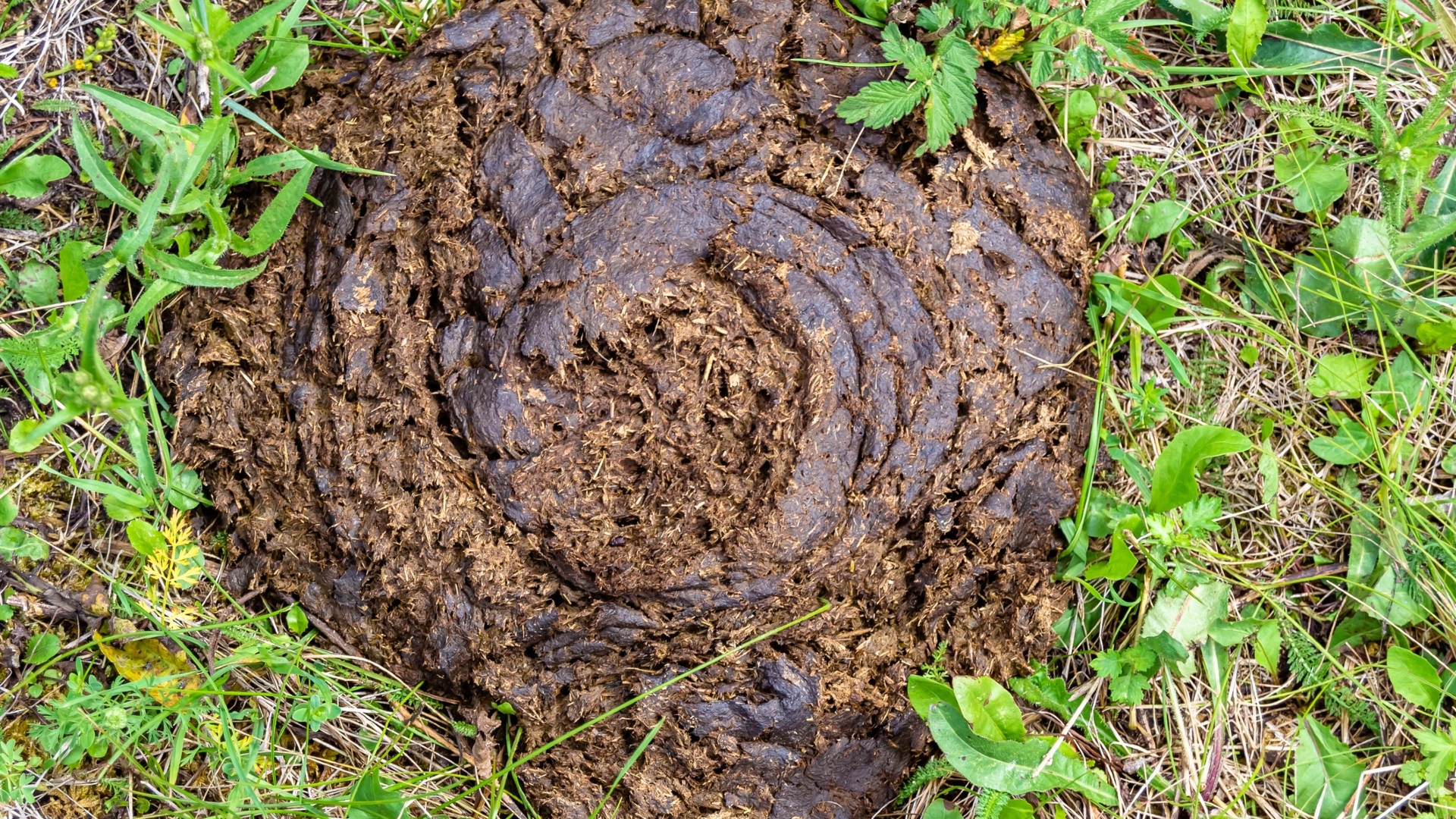 Fresh cow dung lying in the grass.