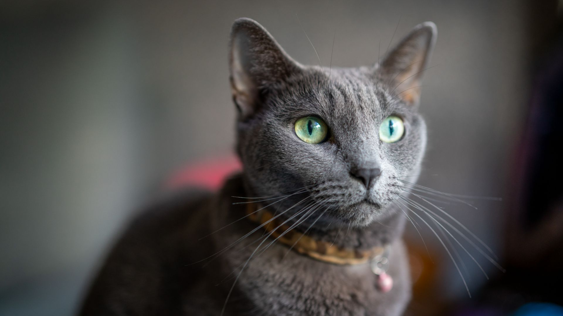 green-eyed russian blue