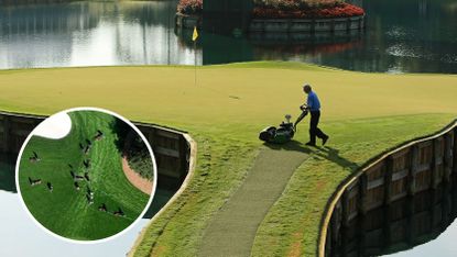 Main image of a groundskeeper cutting the 17th at TPC Sawgrass - inset image of PGA Tour video