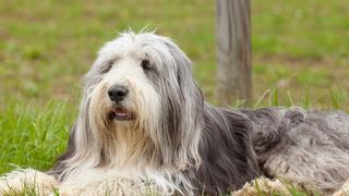 32 of the best outdoor dog breeds