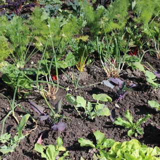 Vegetable patch with onions, lettuce and Swiss chard plants at RHS Chelsea Flower Show 2024