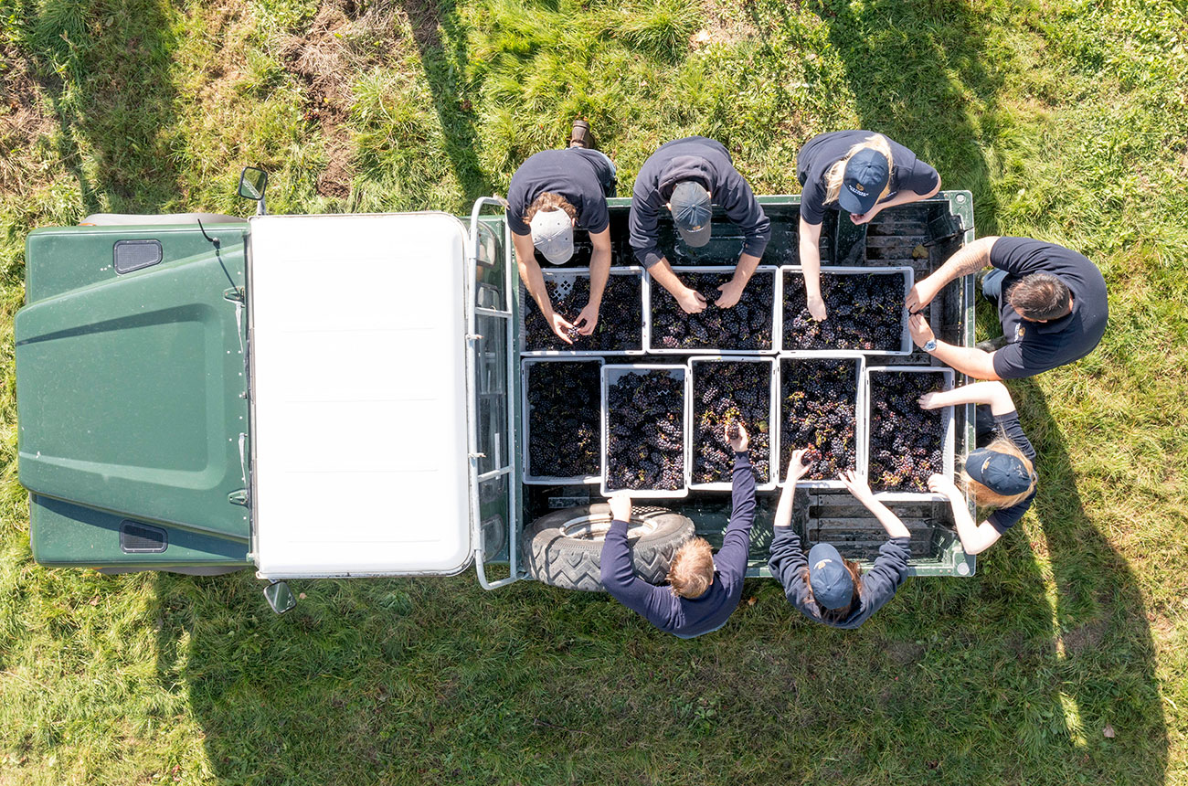 Nyetimber, UK wine harvest 2022