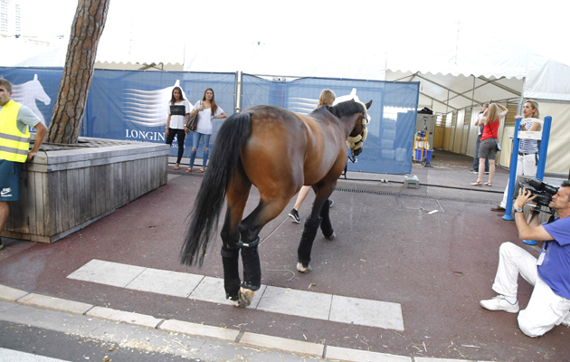 The horses arrive at Port Hercules