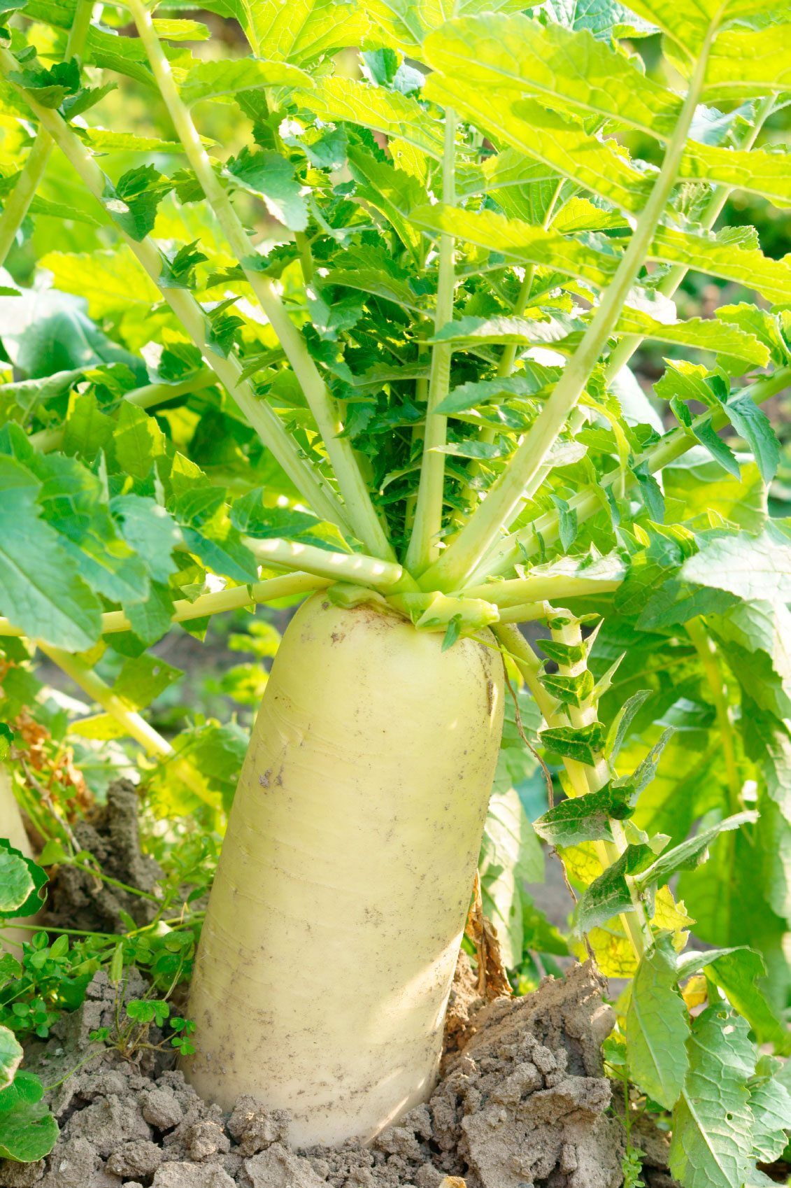 Daikon Radish Plant