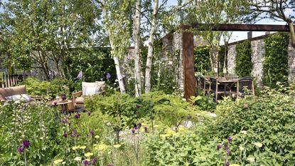 A show garden with birch trees, shrubs, and perennials at the Chelsea Flower Show