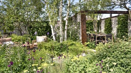 A show garden with birch trees, shrubs, and perennials at the Chelsea Flower Show
