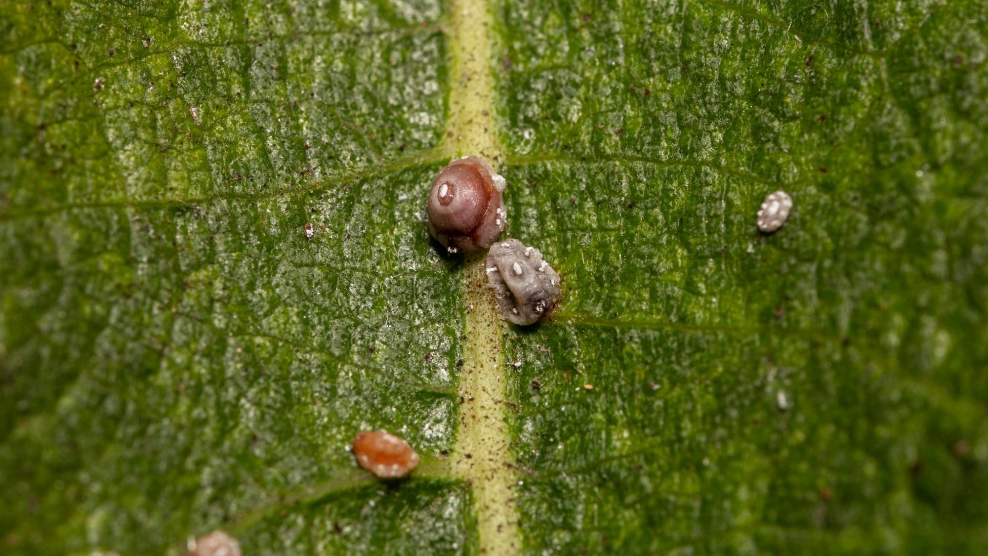 Scale Insect Identification and Control: Protect Your Plants | Gardening  Know How