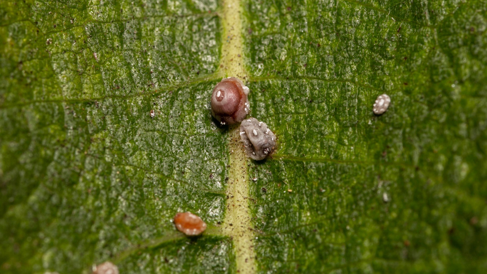 Scale insects on leaf