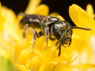 A Dark Sweat bee (Lasioglossum) extracts pollen from a yellow flower (Alamy)