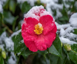 A deep pink camellia flowers with a cap of snow