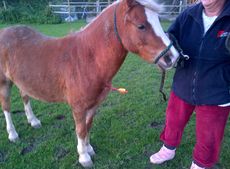 Pony-with-arrow1.jpg