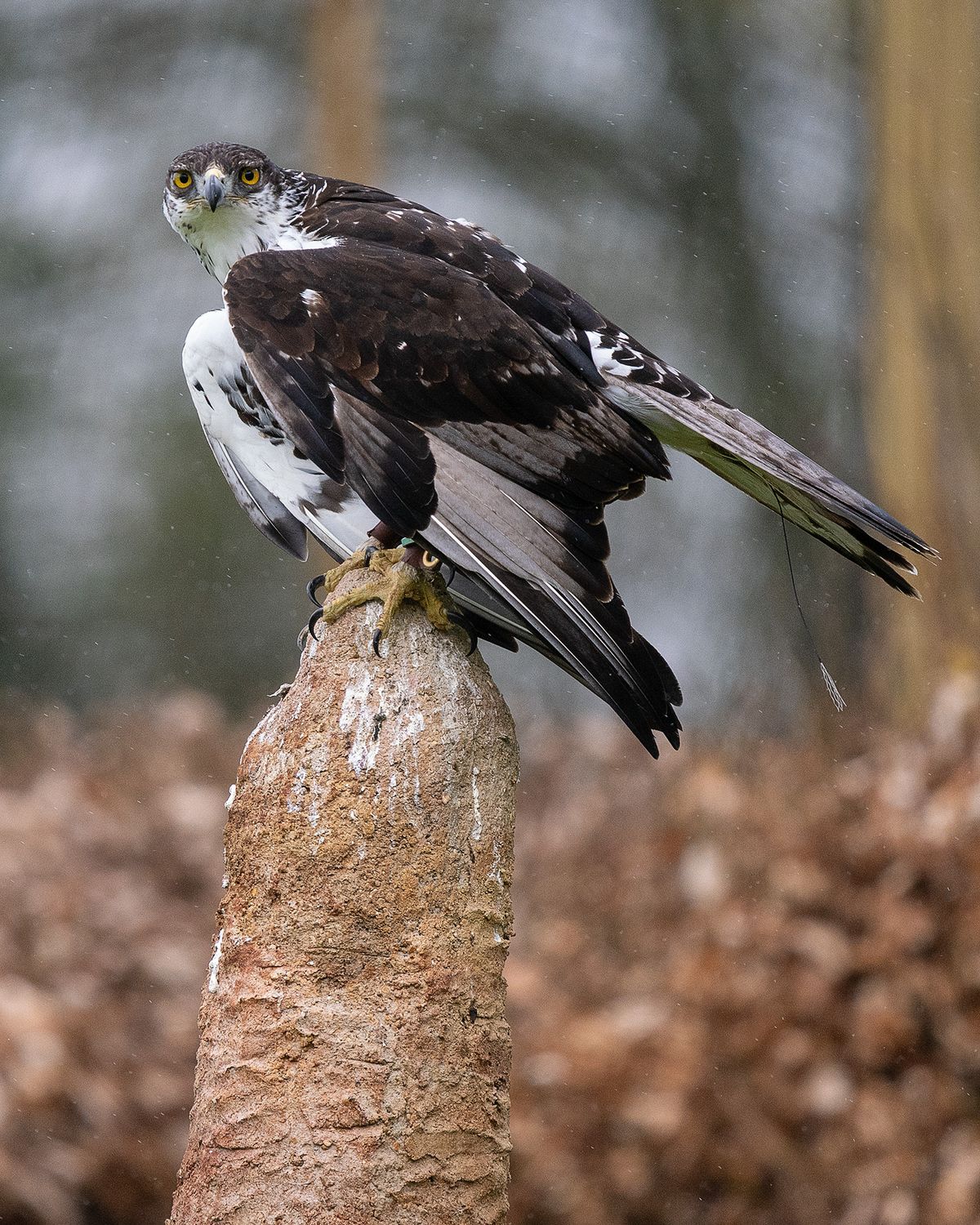 Hawk at Hawk Conservancy Trust, Hampshire, sitting on mound