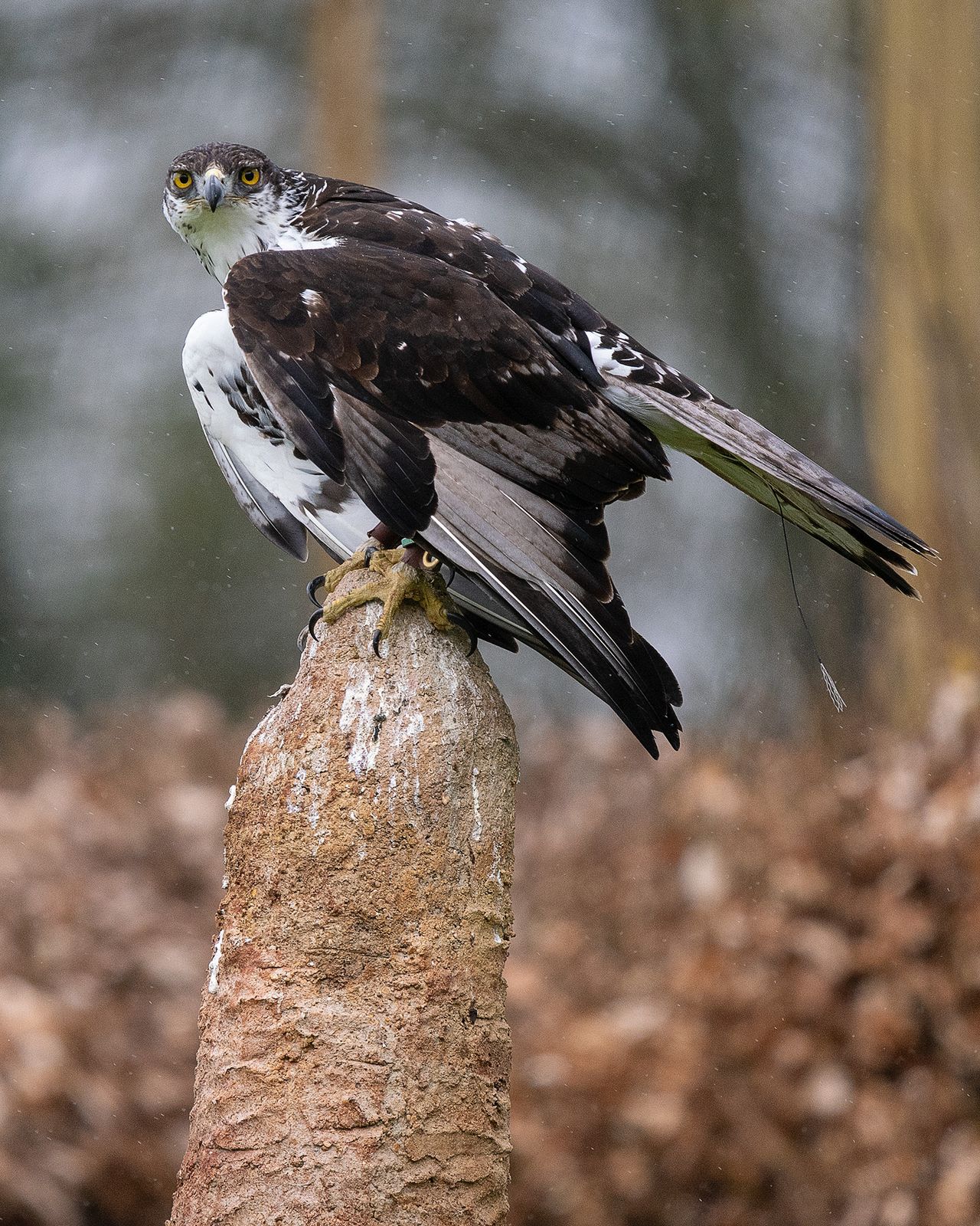 Hawk at Hawk Conservancy Trust, Hampshire, sitting on mound