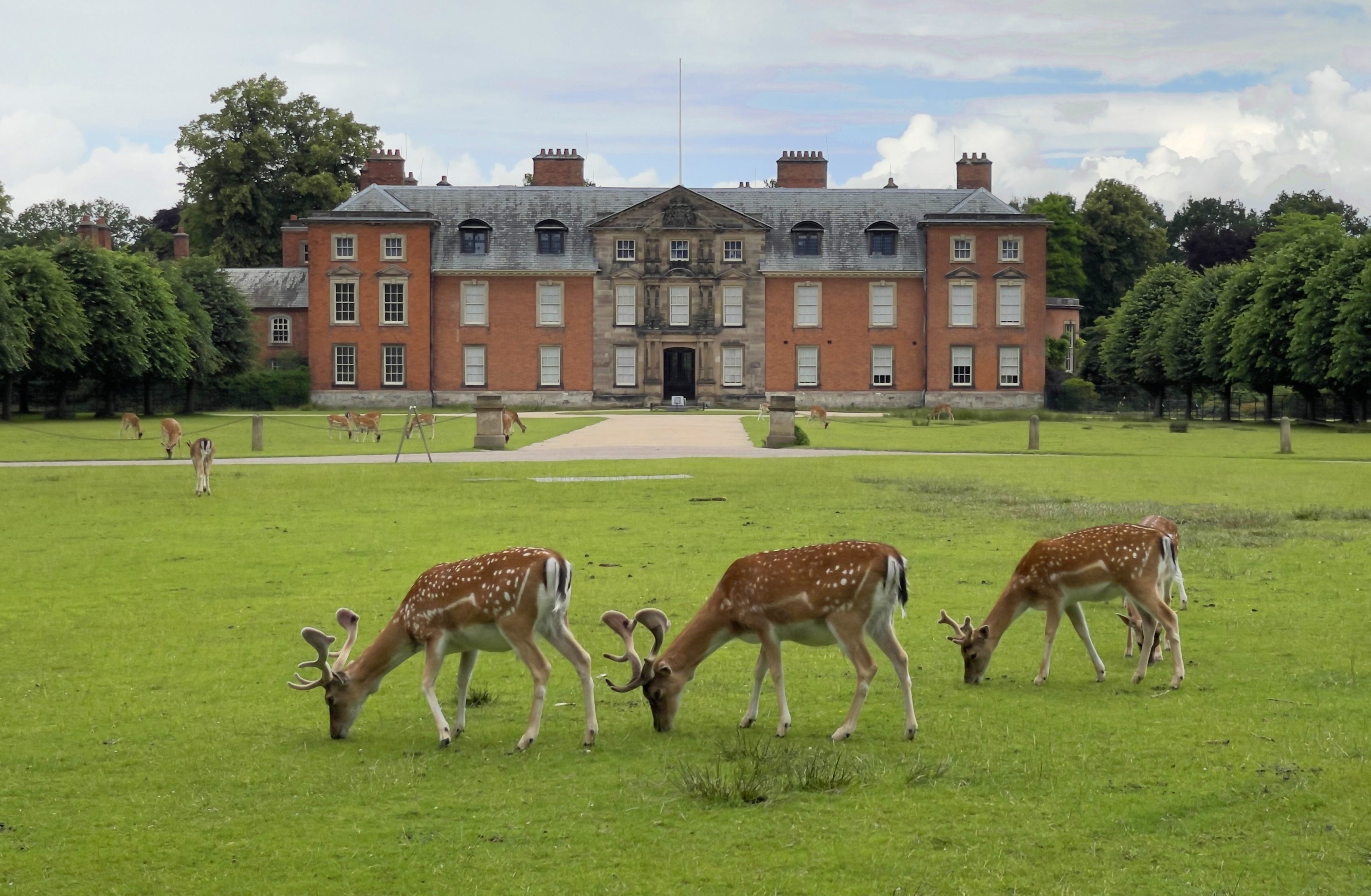 Deer in front of Dunham Massey