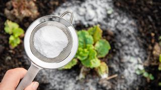 Baking soda being used in garden