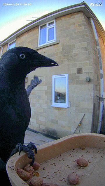 Sample image from the Birdfy Rookie feeder