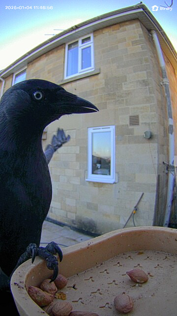 Sample image from the Birdfy Rookie feeder