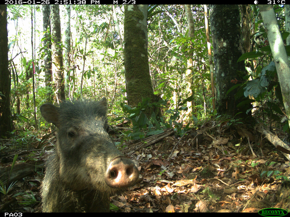 White-lipped peccaries