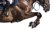 horse-legs-alamy-KPEWR2.jpg