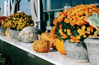 Bright fall mums on a window sill with gourds