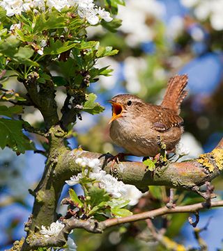 Wren singing. British songbirds.