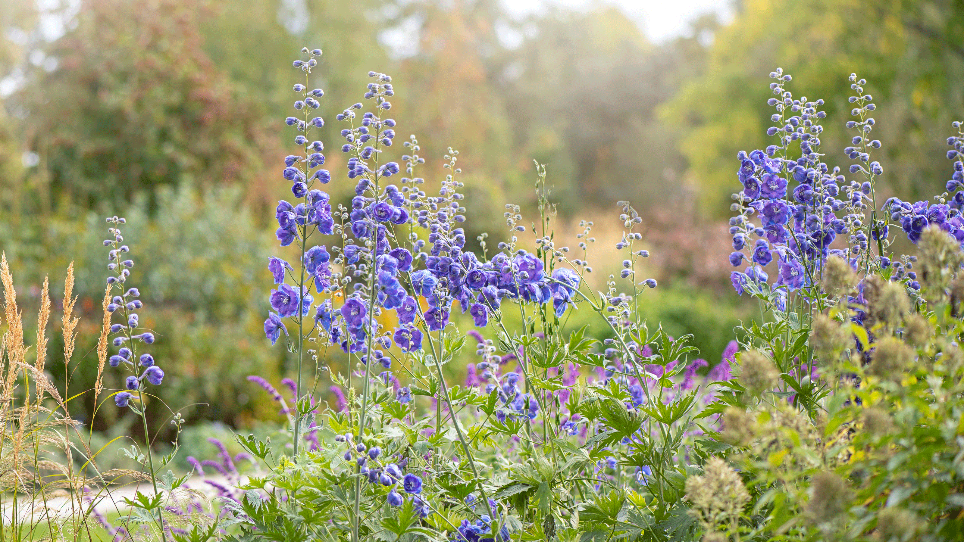 Delphiniums in cut flower garden